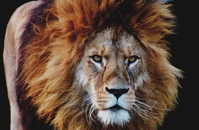 Un lion