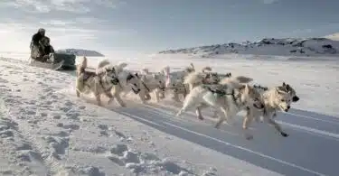Traineau à chien Groenland : tout savoir sur cette activité