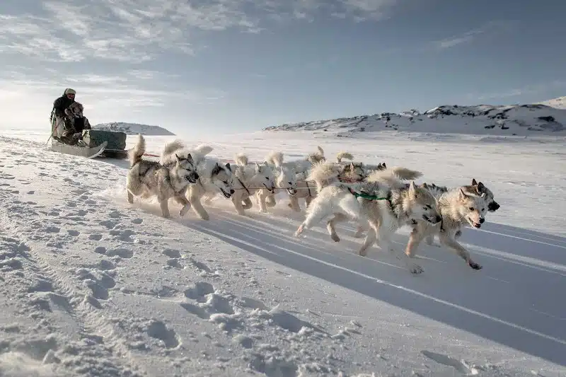 Traineau à chien Groenland : tout savoir sur cette activité