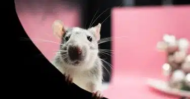 Comment s'assurer de la présence de rats chez soi et s'en débarrasser ?