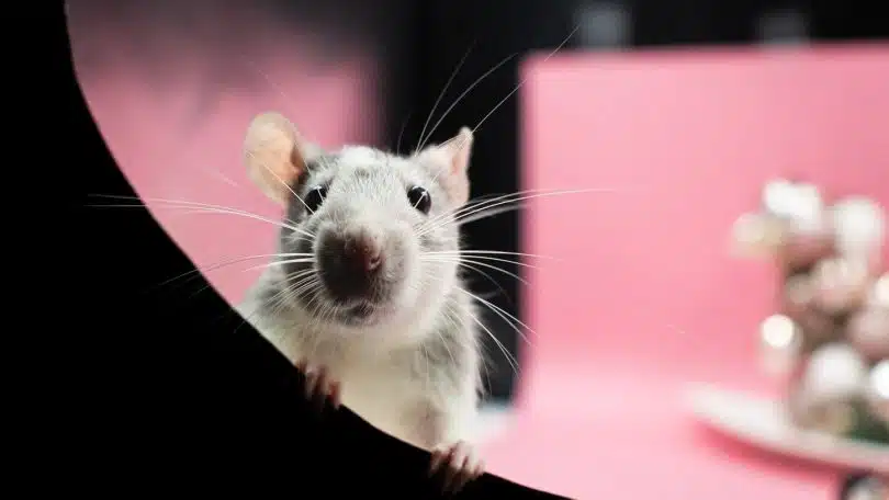 Comment s'assurer de la présence de rats chez soi et s'en débarrasser ?