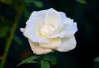 white rose in bloom during daytime