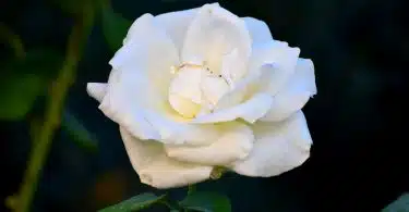 white rose in bloom during daytime