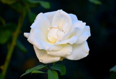 white rose in bloom during daytime
