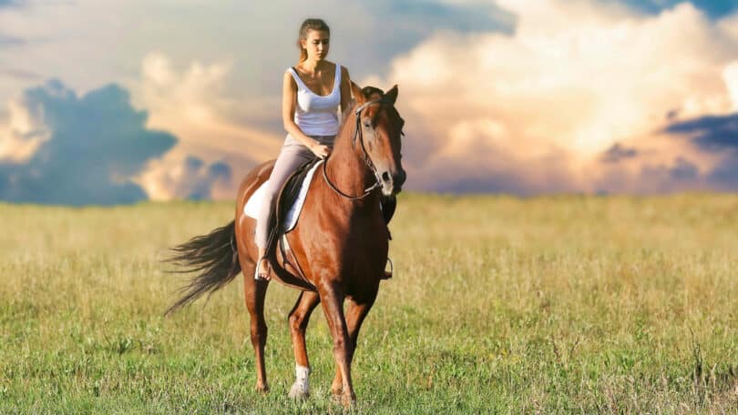 Quelle nourriture faut-il donner aux chevaux ?